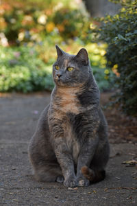 Cat sitting on footpath