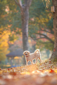 Close-up of dog on field