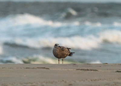 Seagull on the sand with the strong waves on the background. 