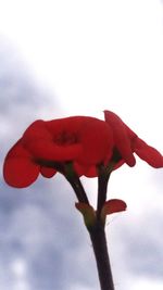 Close-up of red flower