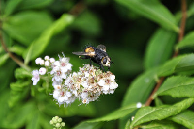 Close-up of bee pollinating on flower