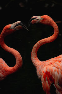 Close-up of flamingos