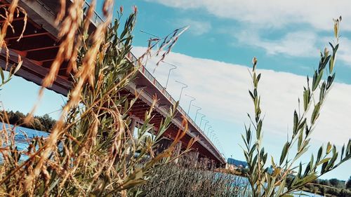 Plants growing on land against sky