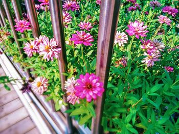 High angle view of pink flowers