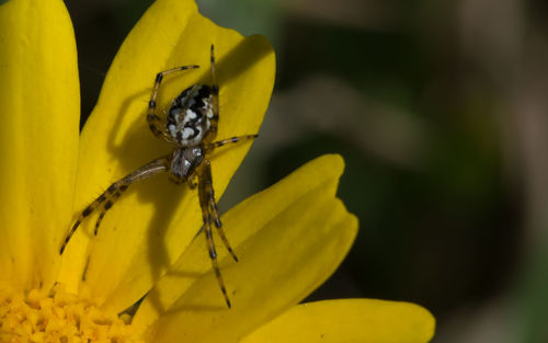 Close-up of insect on yellow flower