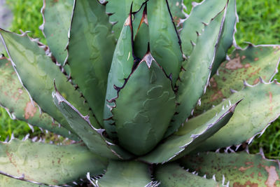 Close-up of succulent plant