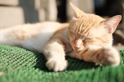 Close-up of cat sleeping