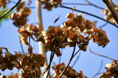 Low angle view of dried leaves on plant against sky