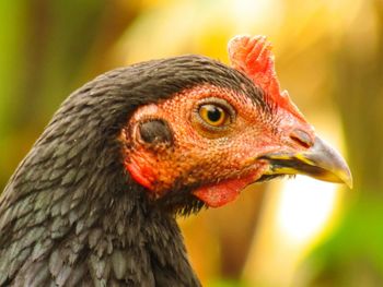 Close-up of a bird