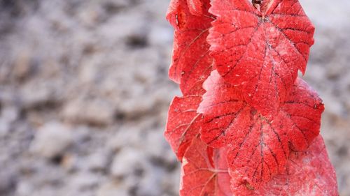 Close-up of red leaf