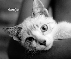 Close-up portrait of cat