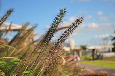 Close-up of plant growing on field against sky