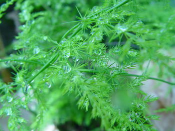 Close-up of wet plant