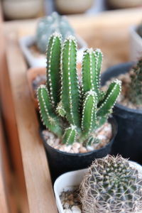 High angle view of succulent plant on table