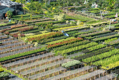 High angle view of agricultural field