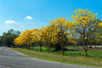 Yellow road by trees against sky