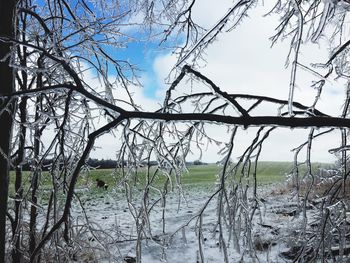 Bare trees on field