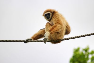 Monkey sitting on rope against clear sky