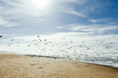 Flock of birds flying over beach