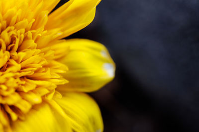 Close-up of yellow flowering plant