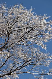 Low angle view of bare tree against blue sky