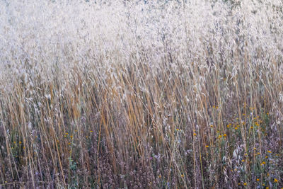 Full frame shot of corn field