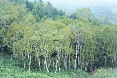 Scenic view of forest