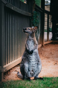 Joey by fence in zoo