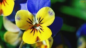 flower, petal, freshness, yellow, fragility, flower head, growth, beauty in nature, close-up, focus on foreground, blooming, nature, plant, pollen, in bloom, day, park - man made space, selective focus, outdoors, stamen