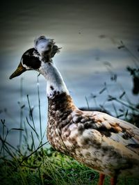 Close-up side view of a bird on field