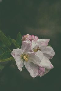 Close-up of pink cherry blossoms