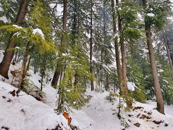 Pine trees in forest during winter