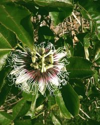 Close-up of flowering plant