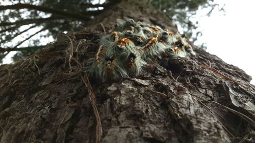 Low angle view of bird on tree trunk