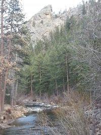 River passing through forest