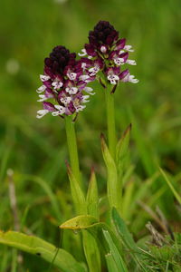 Close-up of purple flowering plant on field