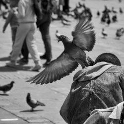 Low angle view of pigeons flying