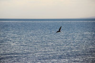 View of bird in sea against sky