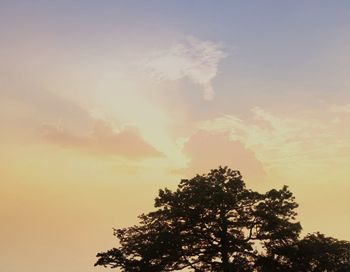 Low angle view of tree against sky during sunset