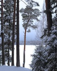 Pine trees on snow covered land