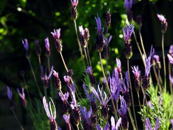 Close-up of purple flowering plants on field