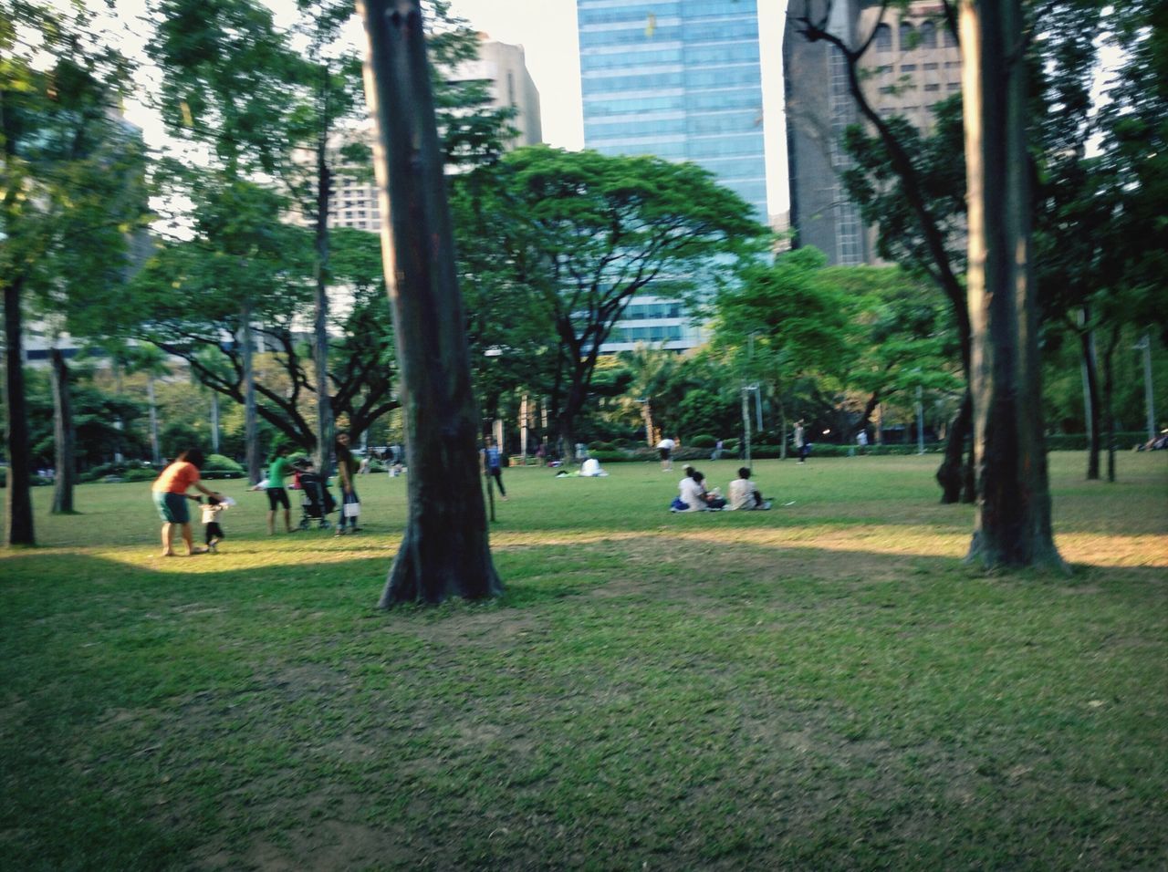 tree, grass, park - man made space, building exterior, men, person, leisure activity, lifestyles, lawn, large group of people, green color, architecture, built structure, city, park, tree trunk, relaxation, sitting, growth