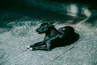 High angle view of dog relaxing on floor