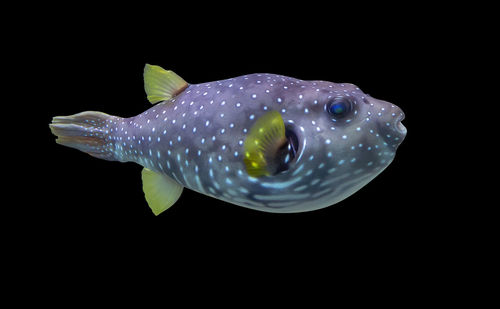 Close-up of fish swimming in sea