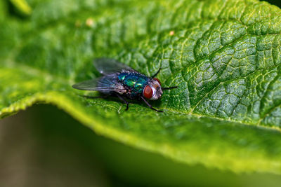 Close-up of fly on leaf