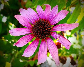 Close-up of purple coneflower blooming outdoors