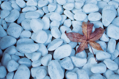 Maple leaf on pebbles