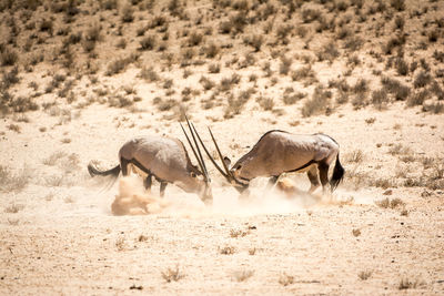 Side view of antelopes fighting at desert