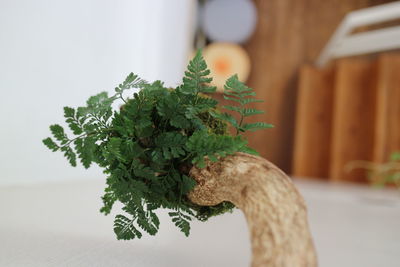 Close-up of potted plant on table