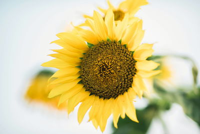 Close-up of sunflower